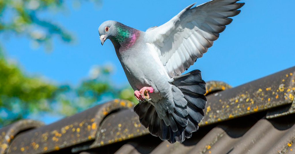 Complexo do Pombo Enxadrista, Lei de Poe e o porquê de eu não