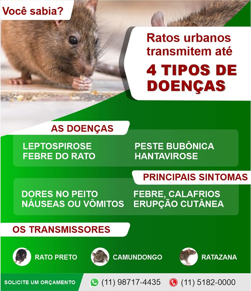 Espécies de Ratos - Conheça os Principais Tipos de Ratos