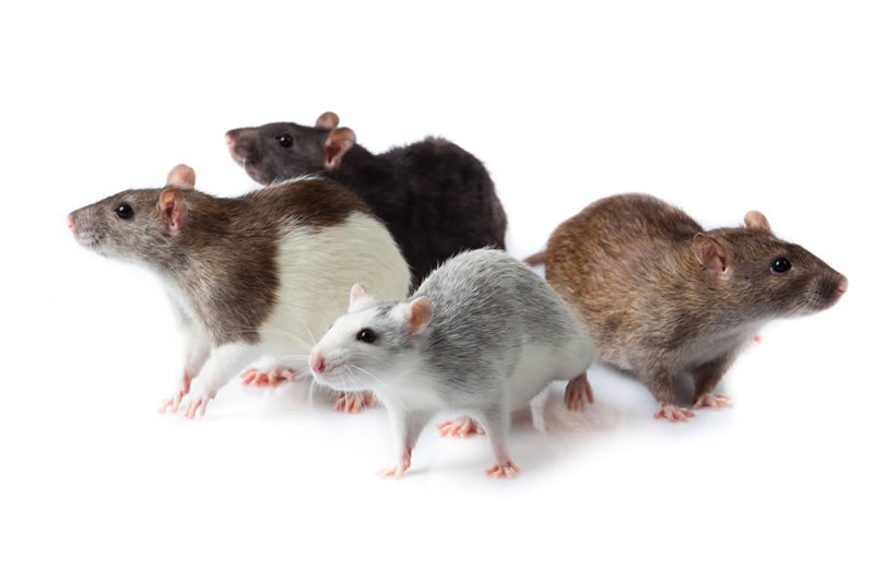Tipos de ratos mais comuns no Brasil: saiba como identificá-los