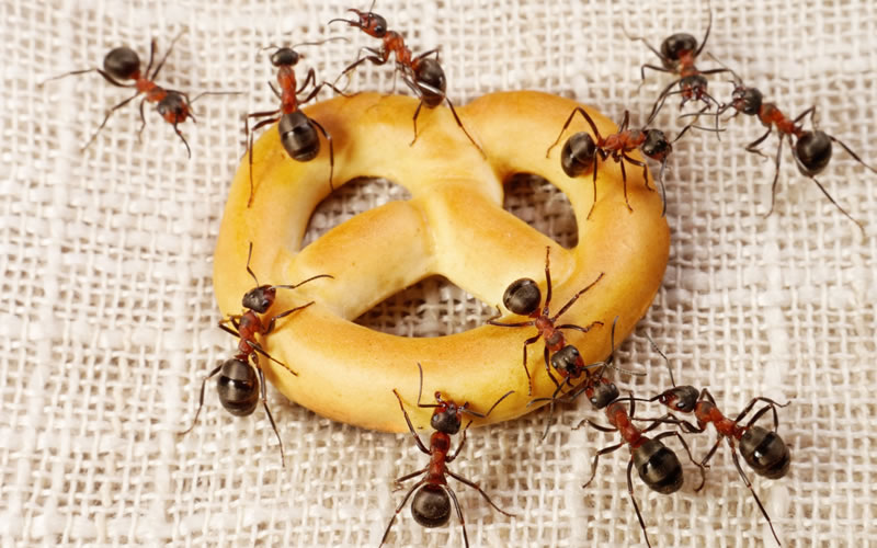 Como acabar com formigas doceiras