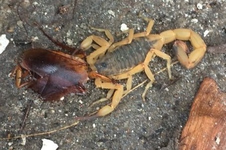 Escorpião comendo barata
