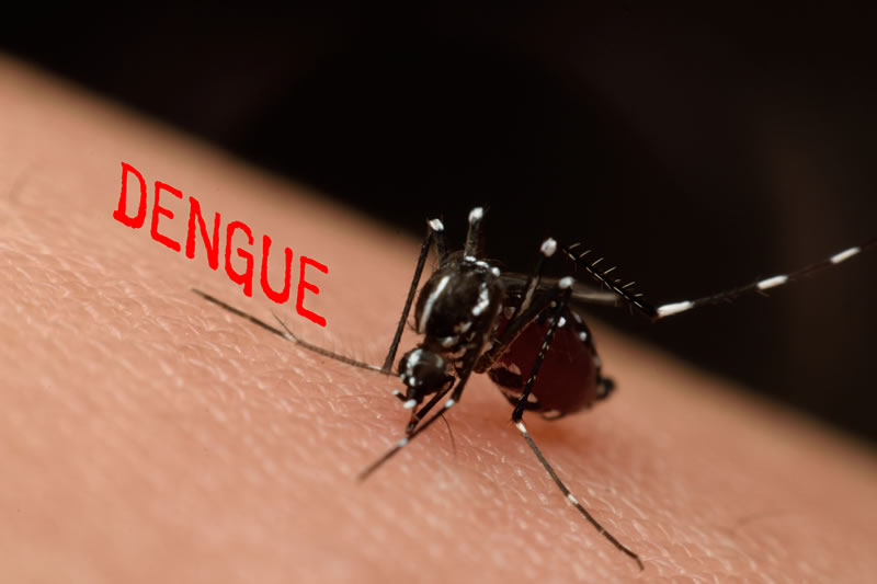 Mosquito da dengue