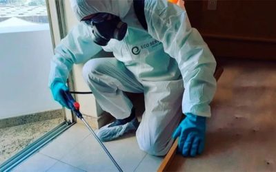 Controle de Pragas Urbanas: o que toda empresa deveria levar a sério