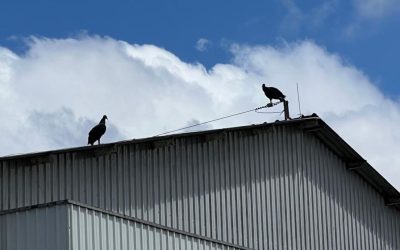 Controle de Urubus: quando o risco vem do alto, mas nasce no chão