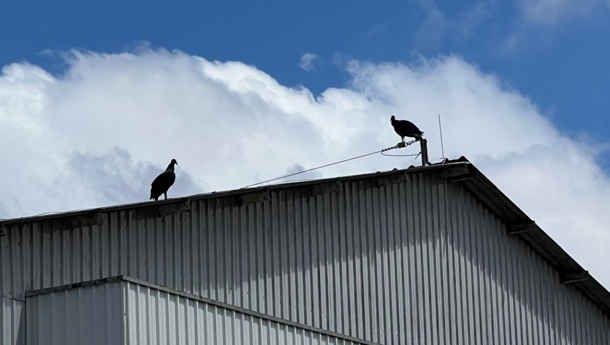 controle-de-urubus-eco Controle de Urubus é com a EcoServiços