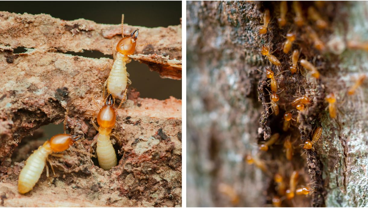 Diferença entre cupim de solo e cupim de madeira seca